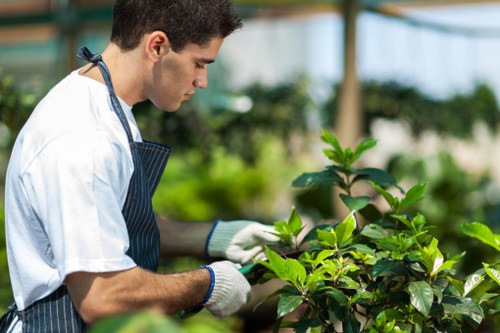 Local tree surgery services for pruning and crown reduction in Havering