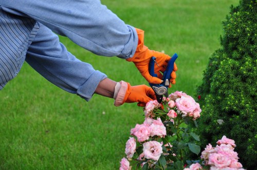 Local tree pruning service helping maintain trees in a Havering neighbourhood
